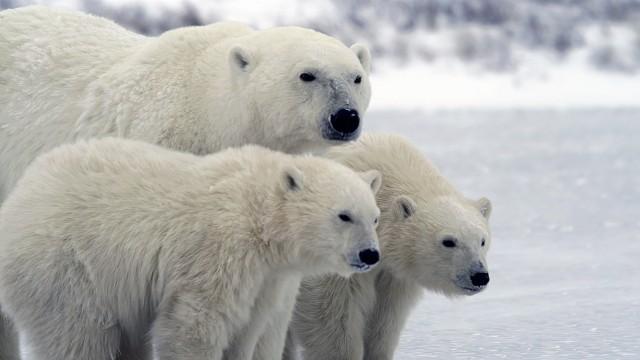 Polar Bear Winter