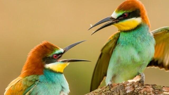 Der Plattensee - Ungarns wildes Meer