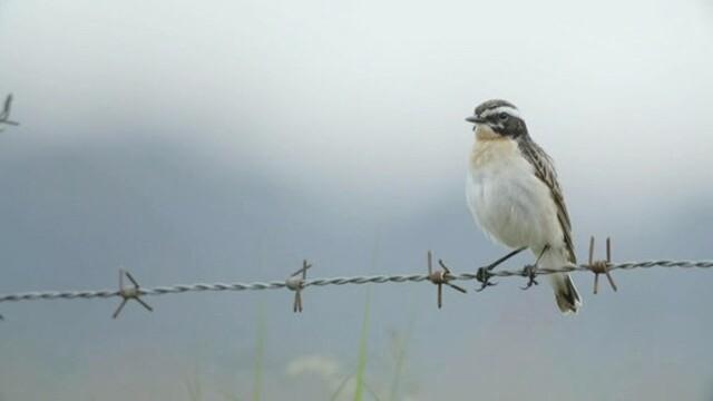 Stilles Land - Vom Verschwinden der Vögel
