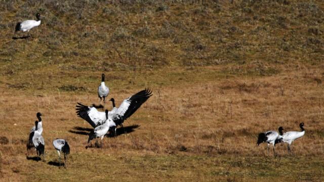 Himmelsvögel - Die Kraniche von Bhutan