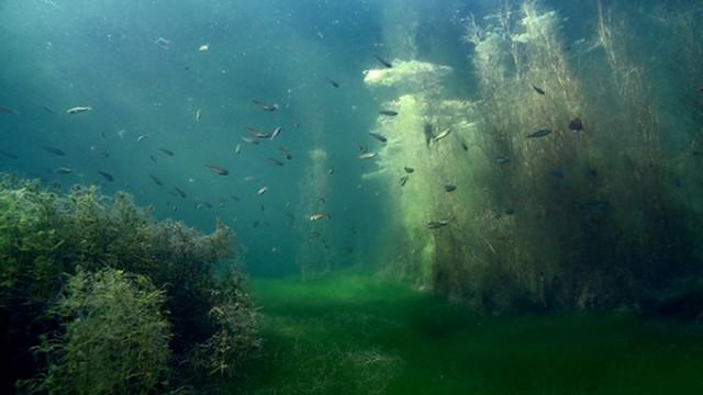 Dschungel unter Wasser - Das geheimnisvolle Leben im Baggersee