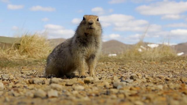 Was It Designed? The Arctic Ground Squirrel's Brain