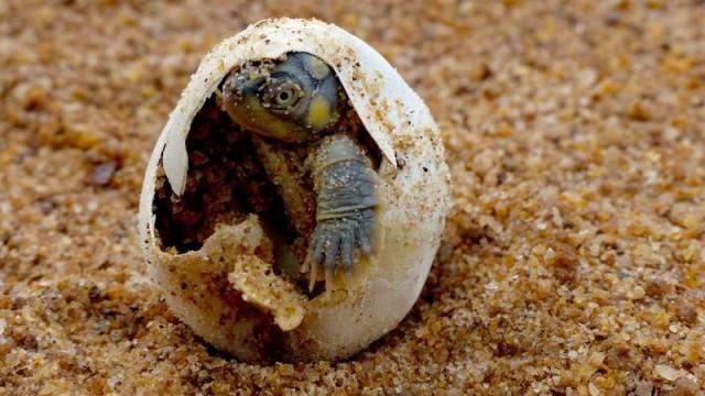 Turtle Hero - Ein Leben für die Schildkröten