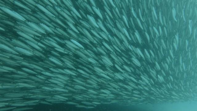 The Ocean's Greatest Feast