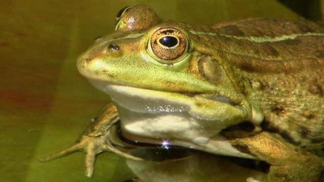 Im Reich des Froschkönigs