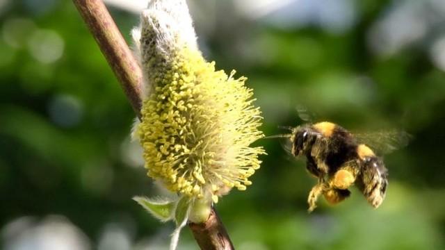 Hummeln - Bienen im Pelz