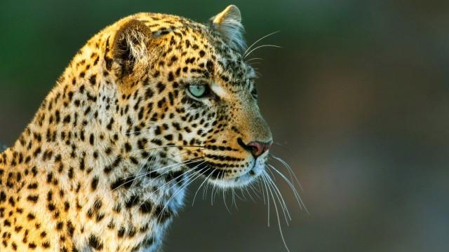 Die Leopardin (1) Königin der Schatten