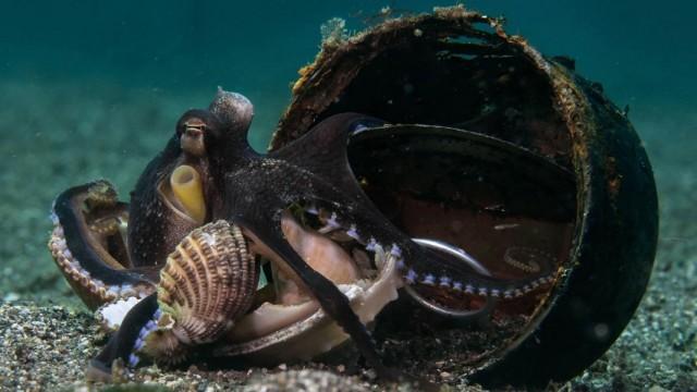 Die verrückte Welt der Tintenfische