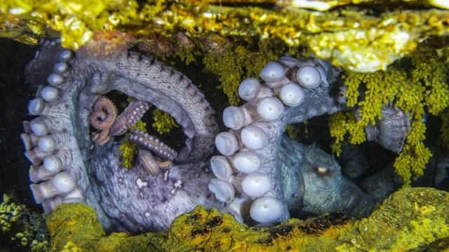 Rendezvous mit Riesenkraken - Die Geschichte von Ellie