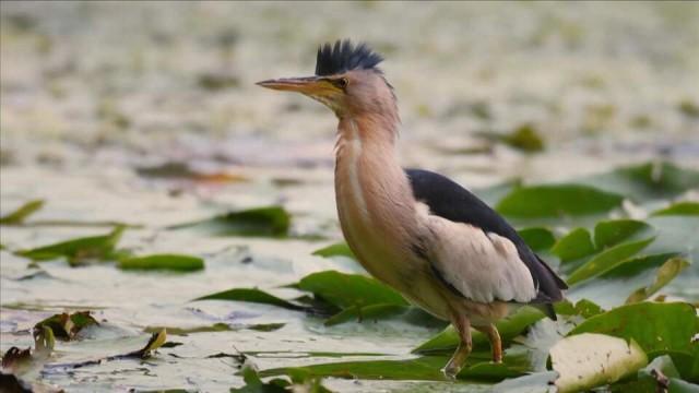 Das Geheimnis der Vögel (1) - Hören und Sehen