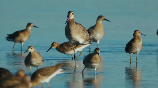 Das Geheimnis der Vögel (2) - Forschen und Verstehen