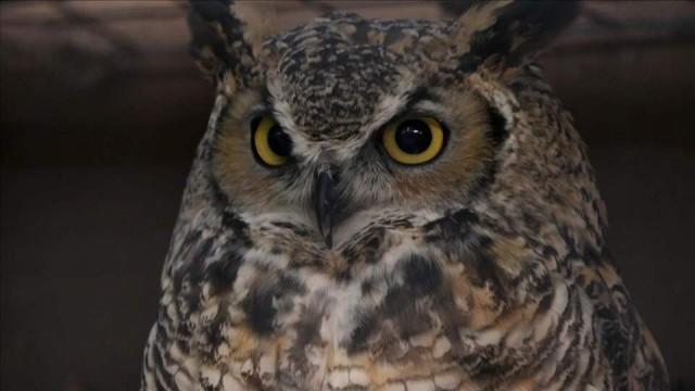 Das Geheimnis der Vögel (3) - Kommen und Gehen