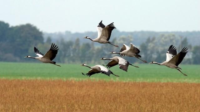 Die Reise der Kraniche - Flug ohne Grenzen