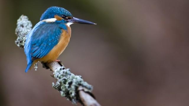 Die Rückkehr des Eisvogels