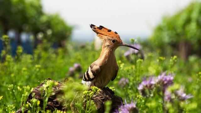 Die Rückkehr des Wiedehopfs