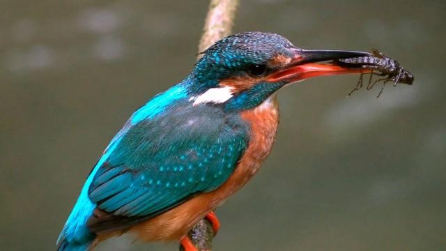 Die Oker - Wildnis zwischen Harz und Braunschweig