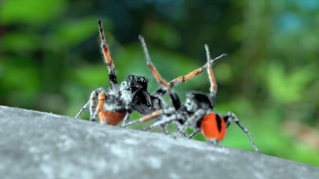 Spinnen - Unsere heimlichen Nachbarn