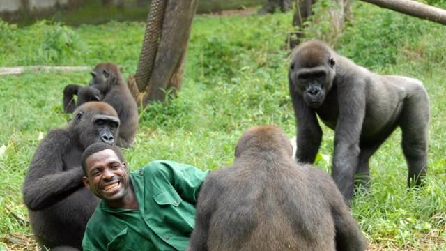 Bama der Gorillamann