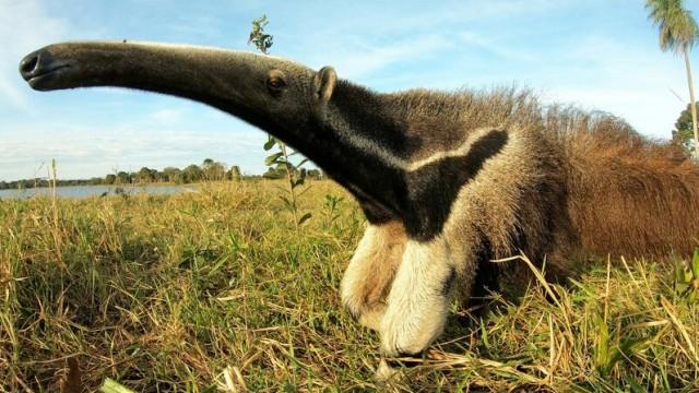 Unter Raubkatzen und Ameisenbären