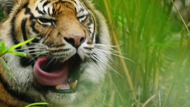 Kartika the Tiger