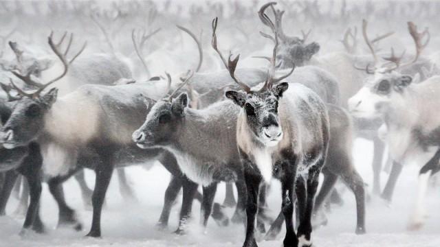 Rentiere auf dünnem Eis