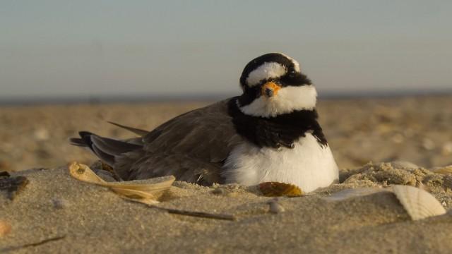 Die Ostfriesischen Inseln - Geboren aus Sand