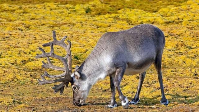 Auf zum Polarkreis! Von Dänemark bis zum Nordkap