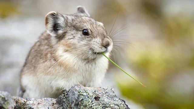 Tiere vor der Kamera: Kleine, liebenswerte Alaskaner