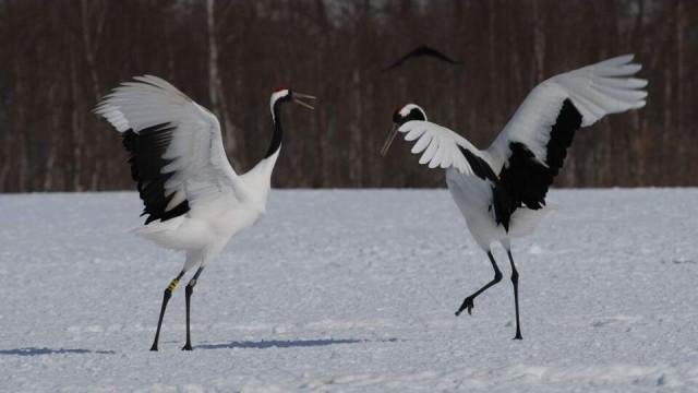 Winterzauber in Japan
