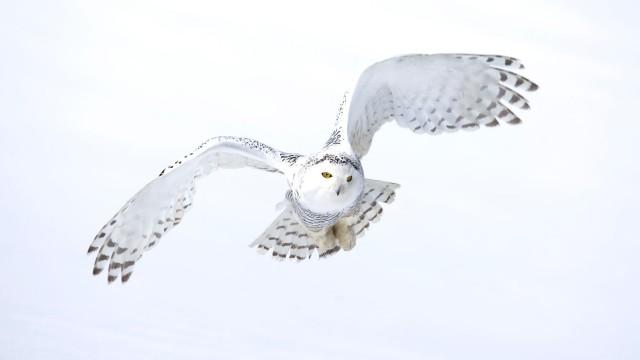 Die Reise der Schneeeule