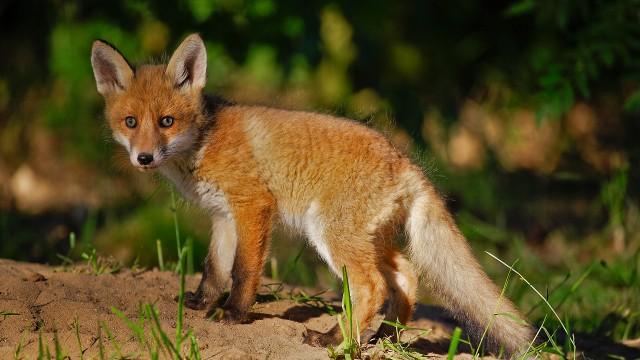 Niedersachsens schlaue Füchse