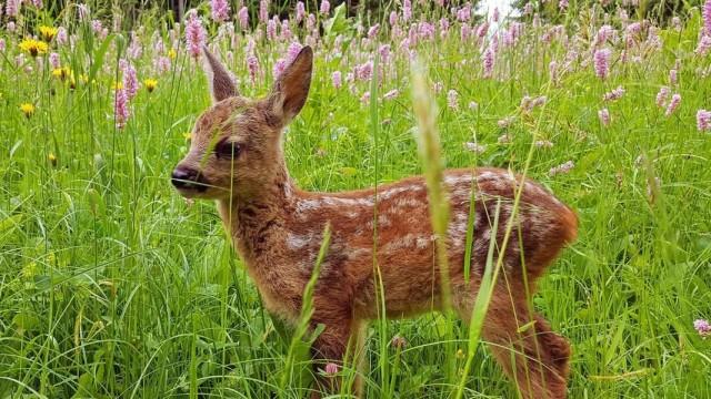 Wunderwelt Wiese - Ein verlorenes Paradies?