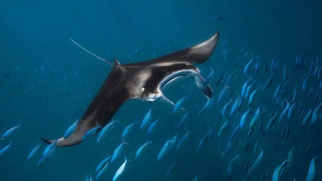 Abenteuer Ozean (2) - Am Riff der Teufelsrochen