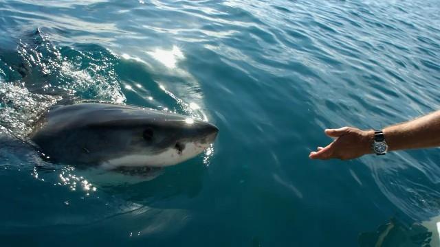 Abenteuer Ozean (3) - Unter Weißen Haien