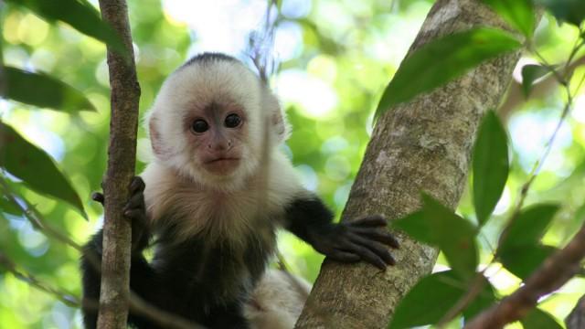 Affen - einfach genial!