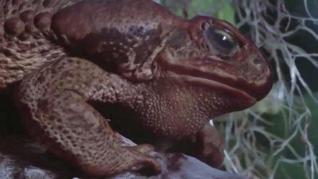 Frogs