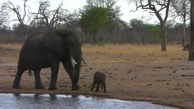 Die Rüsselbande - Elefantenkinder