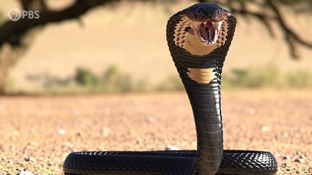 Primates vs Snakes (An Evolutionary Arms Race)