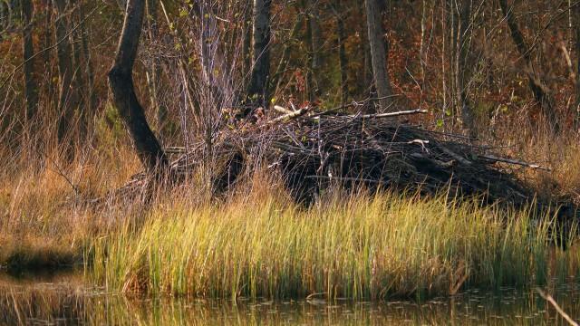 Die Rückkehr der Biber