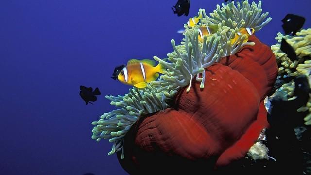 Das Tal des Lebens - Afrikas Rift Valley (3) Wüstenglut und Korallenriffe