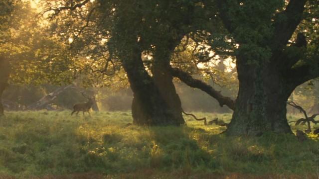 Deutschlands älteste Bäume