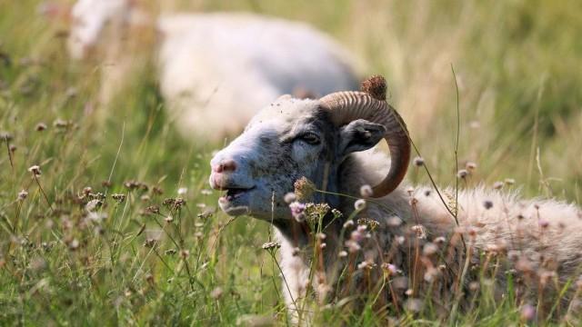 Die Lübecker Bucht - Überraschend wild