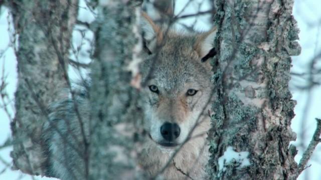 Europa - ungezähmt (4) Die Alpen