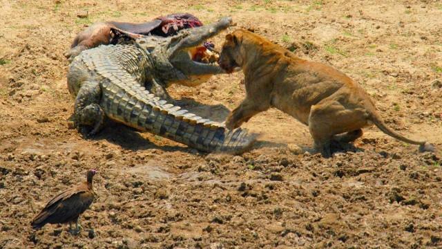 Löwen gegen Krokodile - Jagdszenen am Luangwafluss