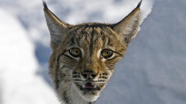 Luchse - Vom Wohnzimmer in die Wildnis