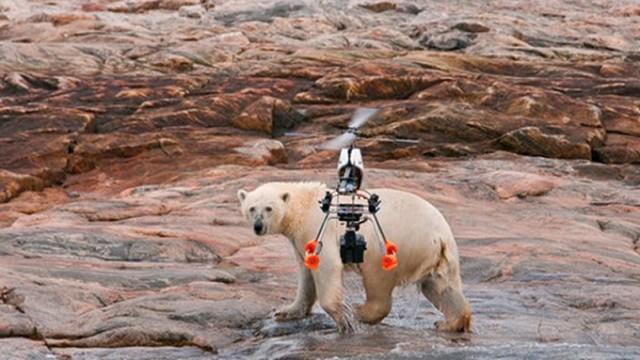 Sommer der Eisbären – Überleben in Kanadas Wildnis