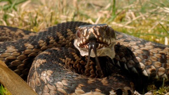 Tierisches Hamburg - Natur in der Millionenstadt