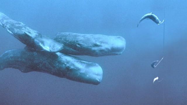 Titanen der Tiefsee - Killerwale und Riesenkraken