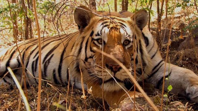 Unter Tigern – Indiens Raubkatzen hautnah