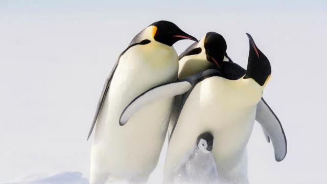 Wilde Dynastien (2): Kaiser der Antarktis